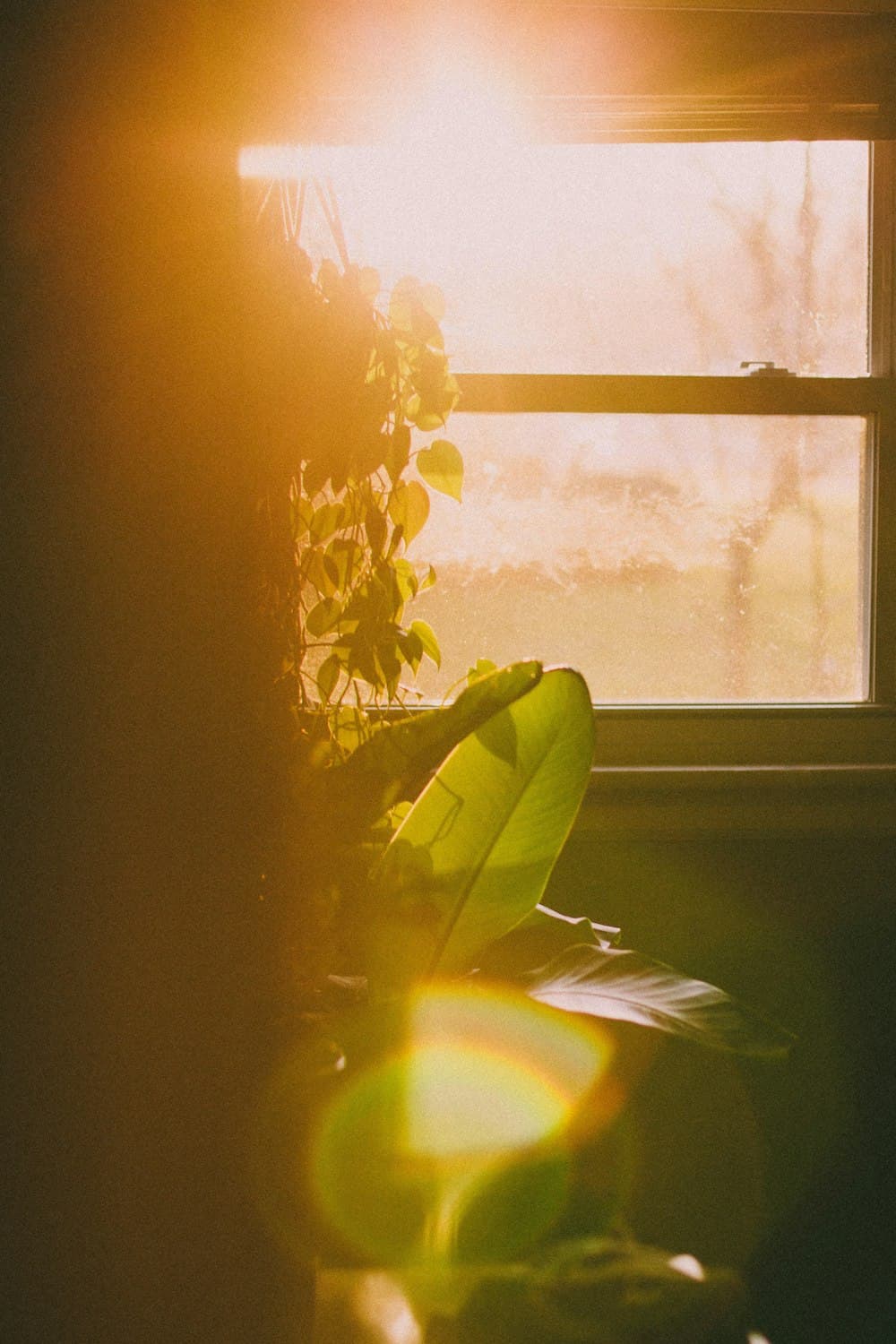 Daylight falling through a bright window onto a flower on the sill